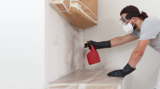Professional Attic Mold Remediation technician working in Lynn Haven, FL